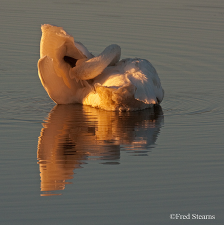 Yellowstone NP Trumpeter Swan